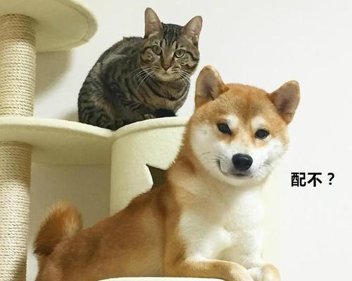 柴犬幼猫每月费用多少？如何计算？