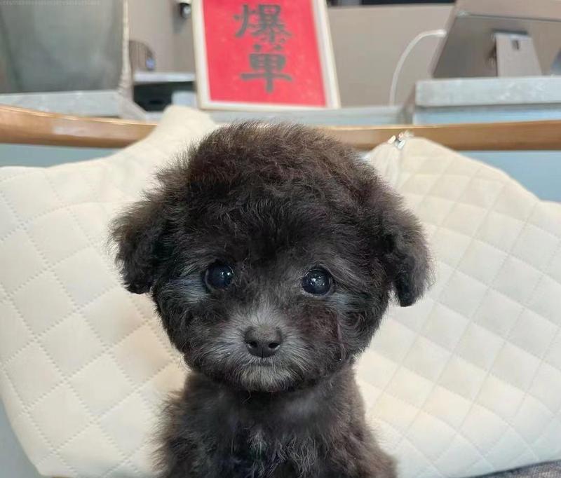 泰迪犬可以自行接种疫苗吗？费用大概是多少？