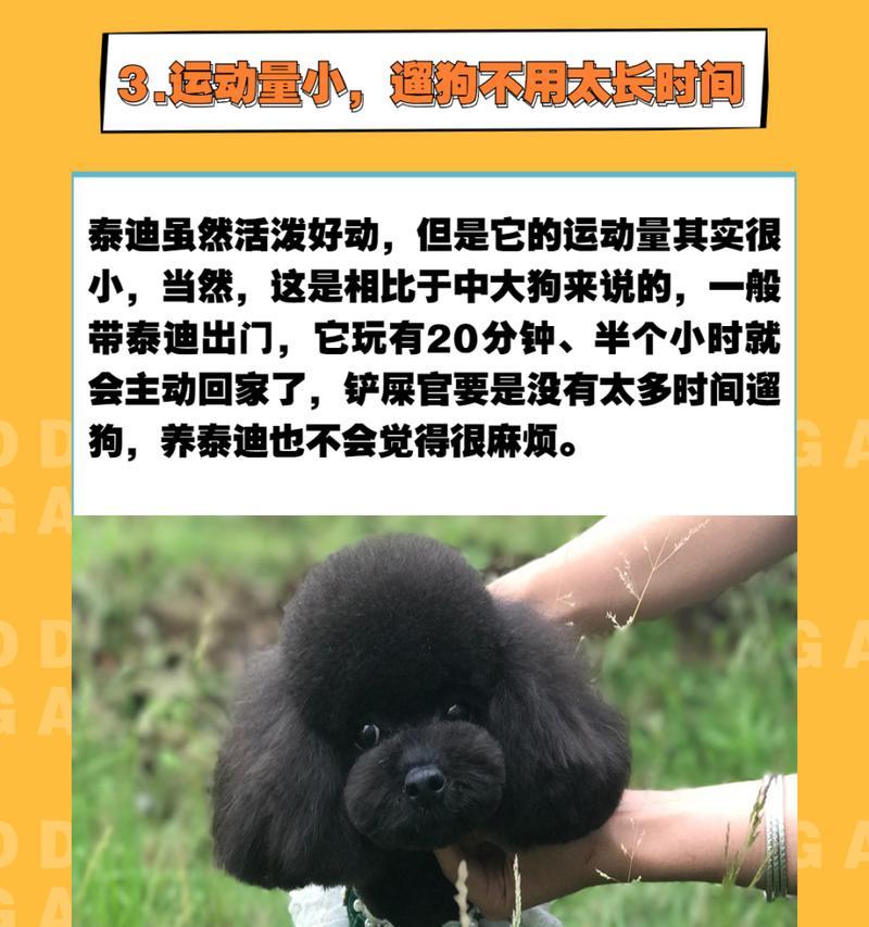 泰迪小体型的价格是多少？购买时应该注意哪些事项？