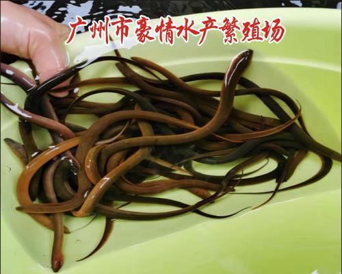 凤尾鱼苗尾巴不变色了什么原因？如何解决凤尾鱼苗颜色问题？