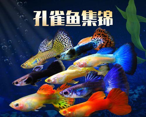 凤尾鱼苗尾巴不变色了什么原因？如何解决凤尾鱼苗颜色问题？