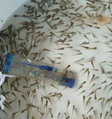 凤尾鱼苗尾巴不变色了什么原因？如何解决凤尾鱼苗颜色问题？