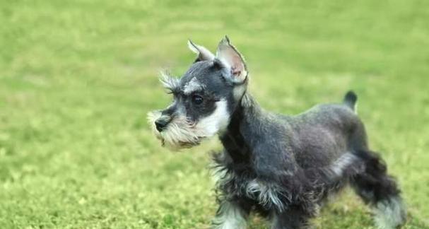 哪些小型犬品种最适合初养者？