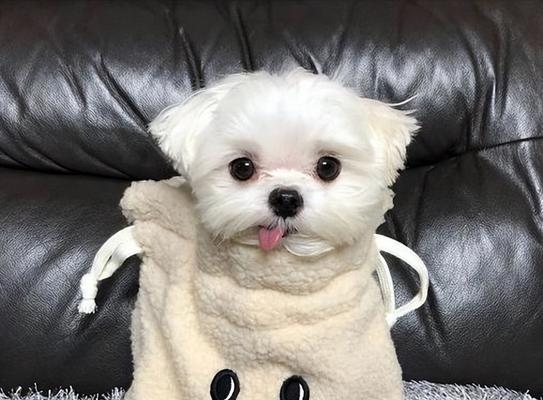 哪些小型犬品种最适合初养者？