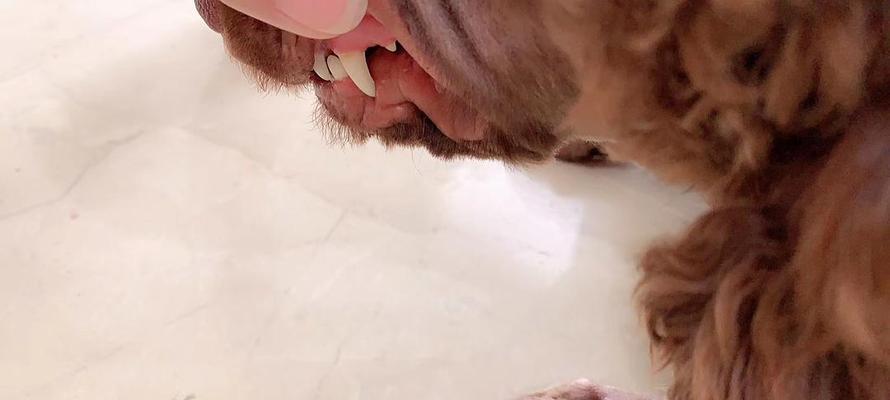 广州泰迪被车撞死的赔偿金额是多少？泰迪被撞死的赔偿标准是什么？