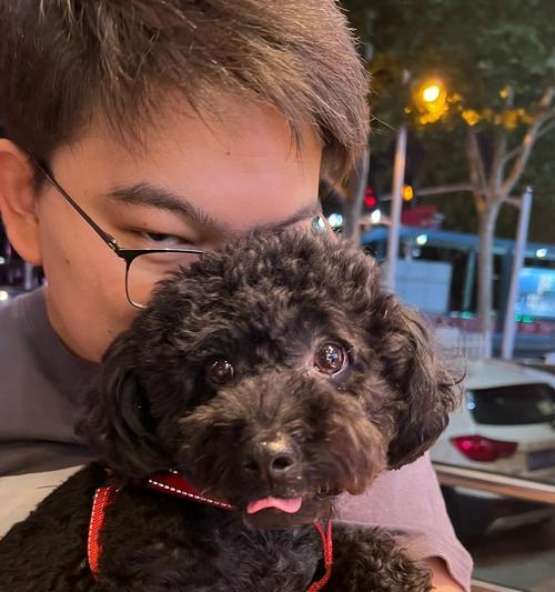 泰迪8斤相当于人类的多少斤？