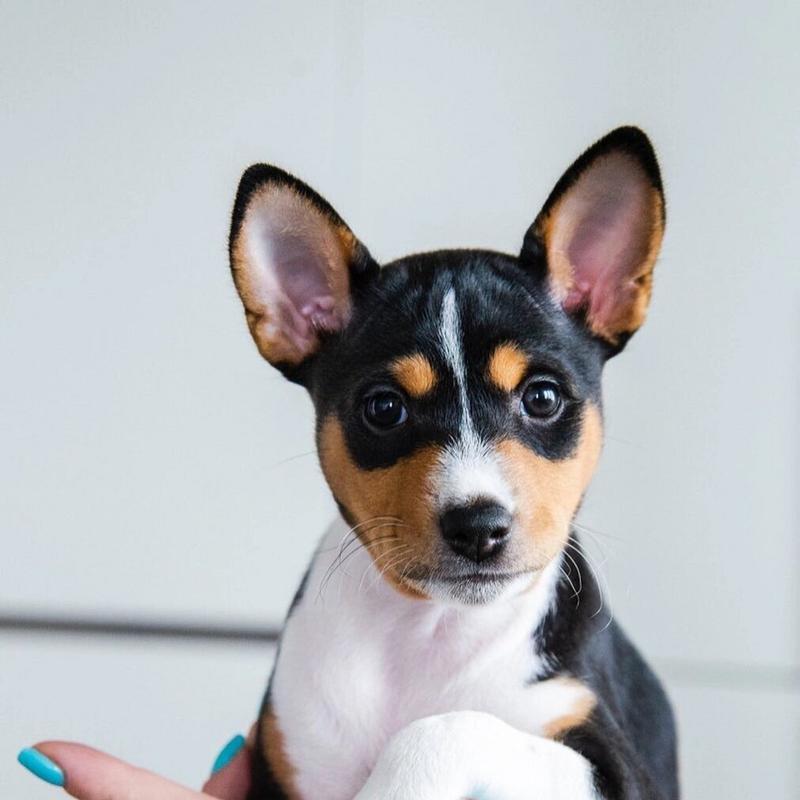 短毛黄色的小型犬有哪些品种？它们的特点是什么？