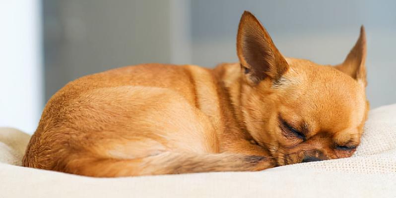 短毛黄色的小型犬有哪些品种？它们的特点是什么？