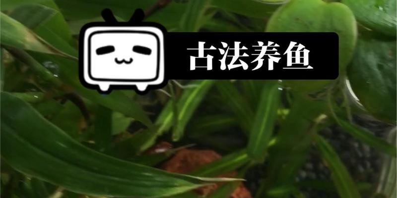 夏季中午放鱼苗为何容易导致死亡？