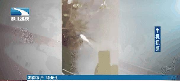 夏季中午放鱼苗为何容易导致死亡？