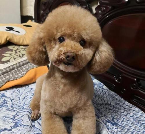 在南安霞美捡到的泰迪犬价值多少？