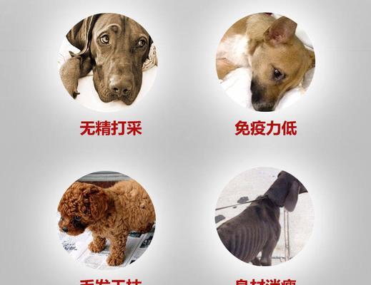 满月泰迪吃火腿肠的正确量是多少？如何避免过量喂食？