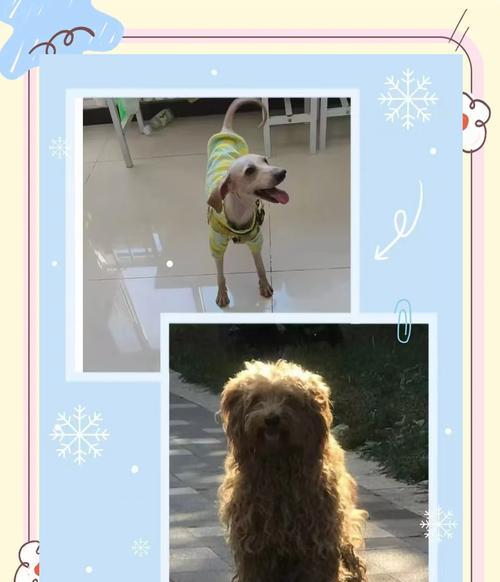 领养咬人的泰迪犬需要多少钱？领养后如何防止咬人行为？