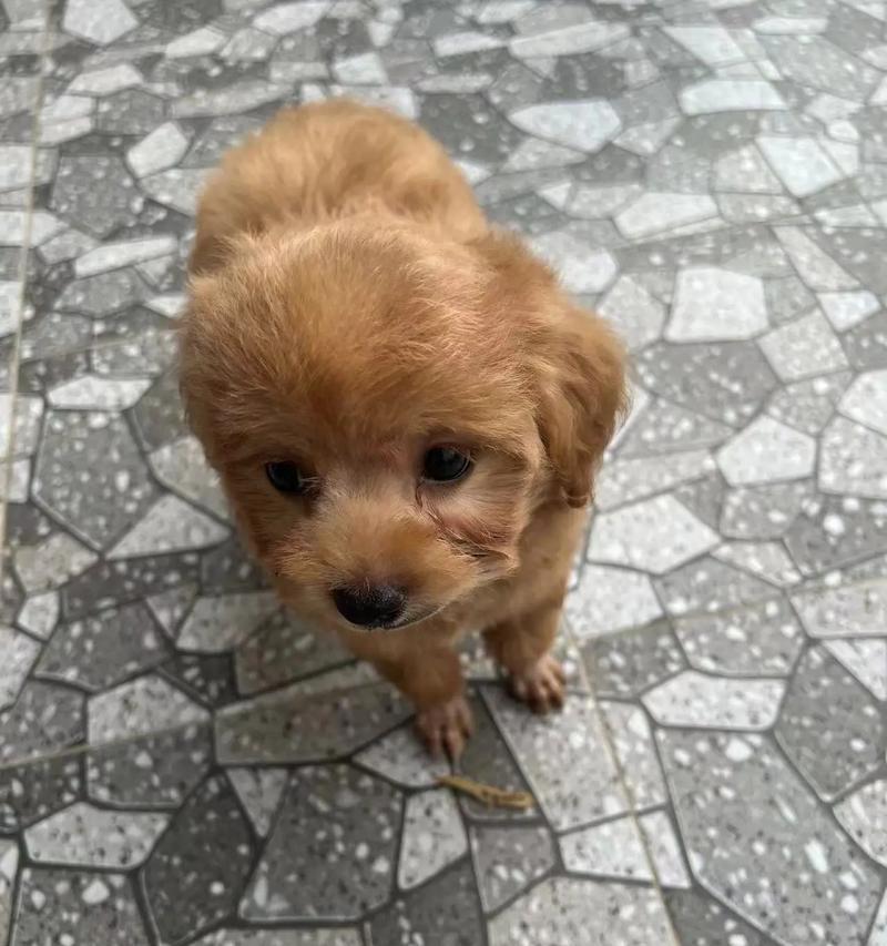 领养咬人的泰迪犬需要多少钱？领养后如何防止咬人行为？