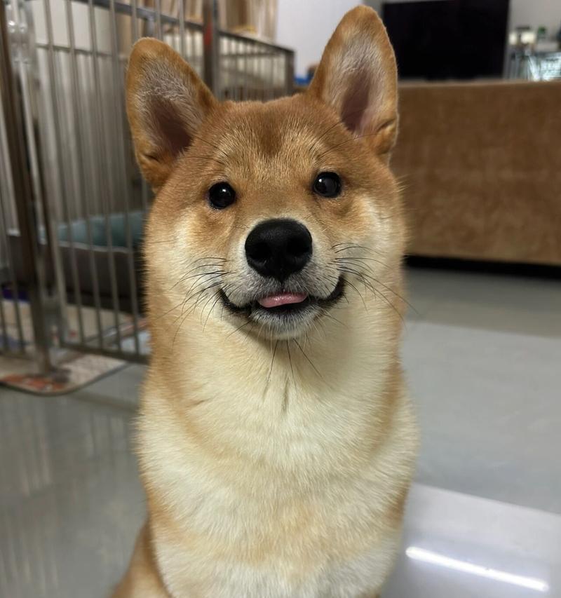 柴犬宝宝的平均体重是多少？如何判断体重是否正常？