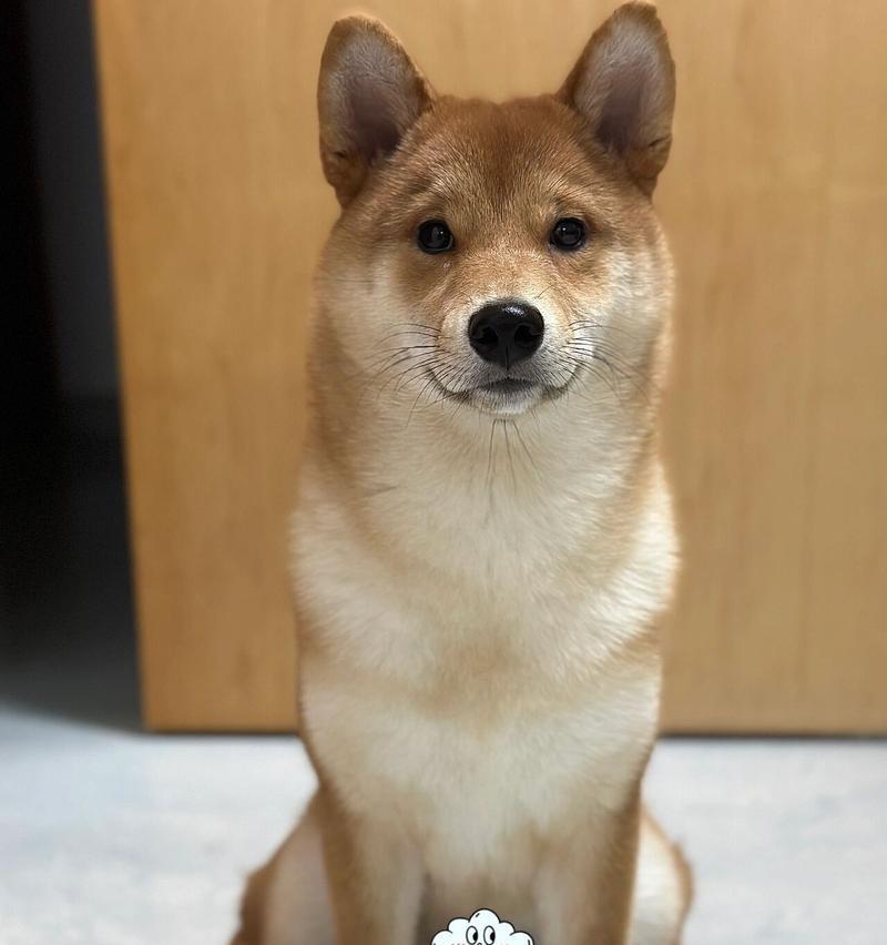 柴犬宝宝的平均体重是多少？如何判断体重是否正常？