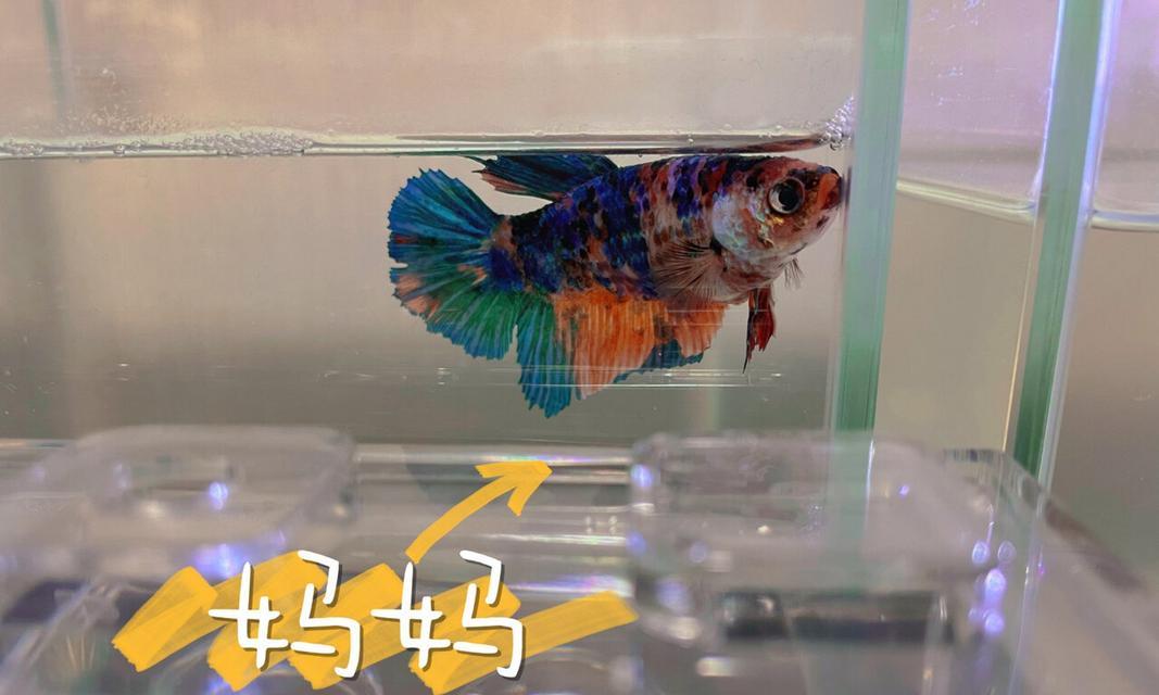 斗鱼苗繁殖的关键环节是什么？如何提高繁殖成功率？