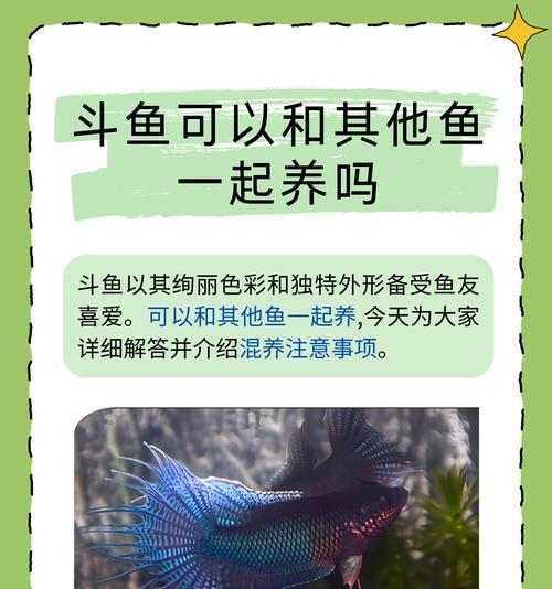 斗鱼苗繁殖的关键环节是什么？如何提高繁殖成功率？