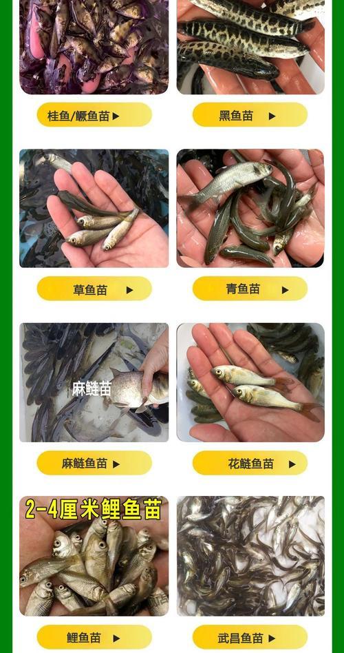 恐怖鱼苗属于哪种鱼类？