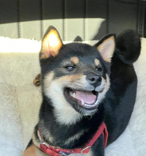小八嘎柴犬护理的费用是多少？如何保证柴犬的健康？