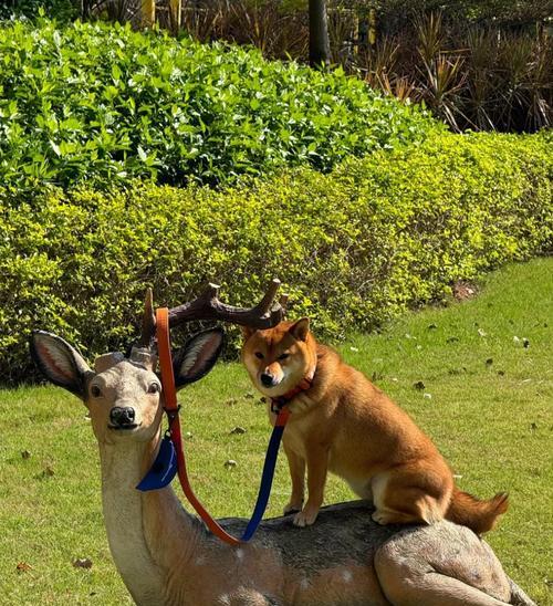 小八嘎柴犬护理的费用是多少？如何保证柴犬的健康？