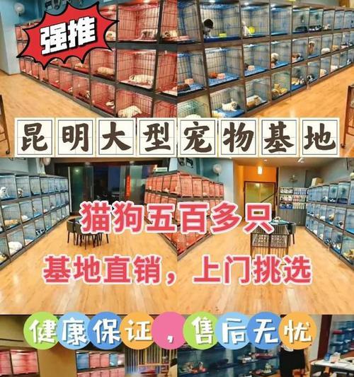 宠物店黑柴犬价格多少钱一只？购买时应该注意什么？