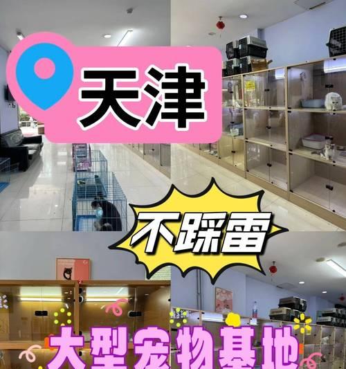 宠物店黑柴犬价格多少钱一只？购买时应该注意什么？