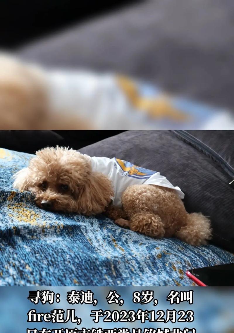 现在泰迪宠物狗的售价是多少？