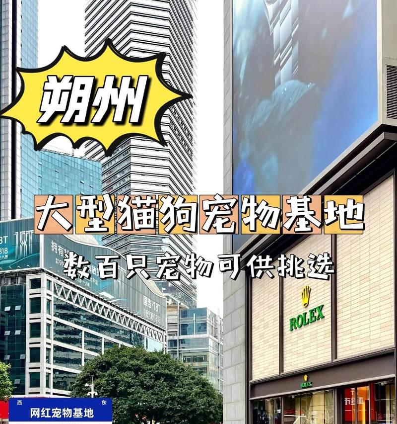 现在泰迪宠物狗的售价是多少？