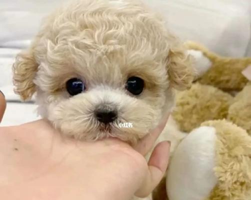贵州纯种泰迪价格多少钱一只？如何鉴别纯种泰迪？