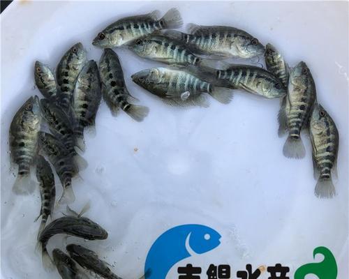 蓝吉鱼苗的日常饮食应如何搭配？适合蓝吉鱼苗的食物有哪些？