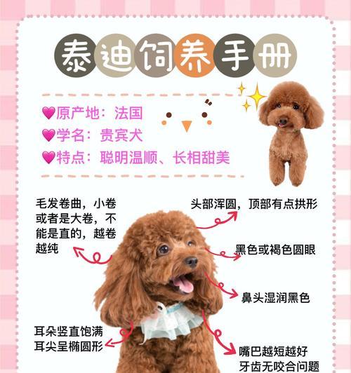 泰迪剪毛在灵宝一次需要多少钱？服务内容包括哪些？