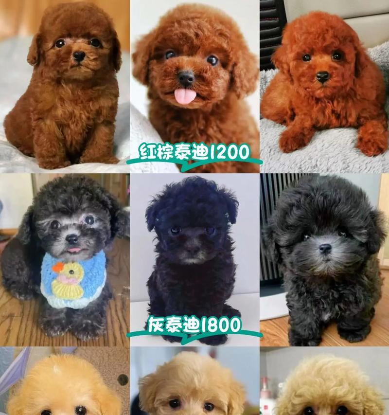 泰迪剪毛在灵宝一次需要多少钱？服务内容包括哪些？