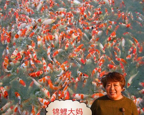 家里养锦鲤鱼苗喂什么食物？如何选择合适的锦鲤鱼苗食物？