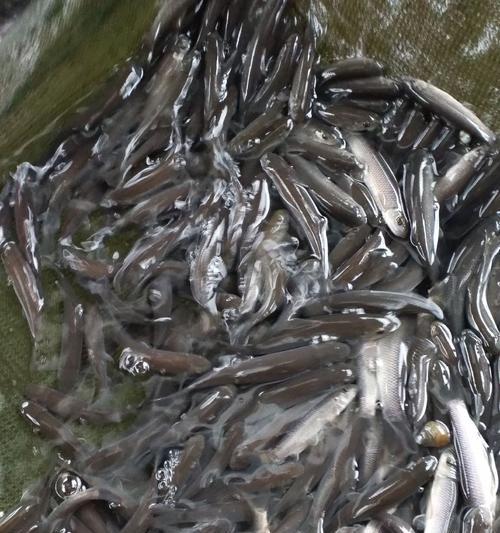 家里养锦鲤鱼苗喂什么食物？如何选择合适的锦鲤鱼苗食物？