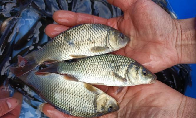 家里养锦鲤鱼苗喂什么食物？如何选择合适的锦鲤鱼苗食物？