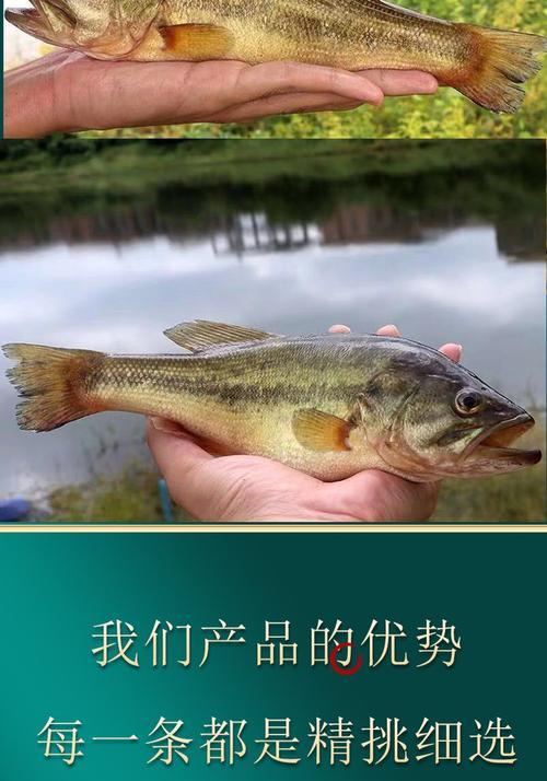 鲈鱼苗的适宜食物和喂养建议是什么？