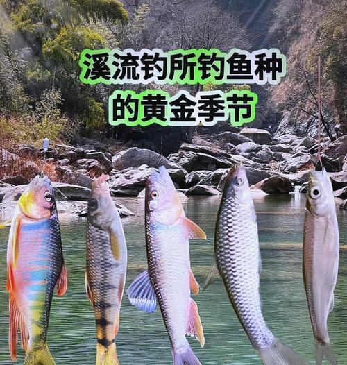 海岸边的小鱼苗是什么？如何区分不同种类？