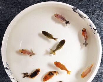 海岸边的小鱼苗是什么？如何区分不同种类？
