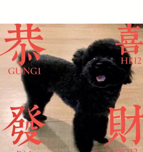 黑泰迪狗正品的价格是多少？如何辨别真假？