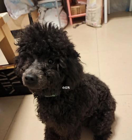黑泰迪狗正品的价格是多少？如何辨别真假？