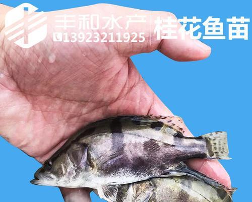 鳜鱼苗的投喂量如何计算？使用什么公式？