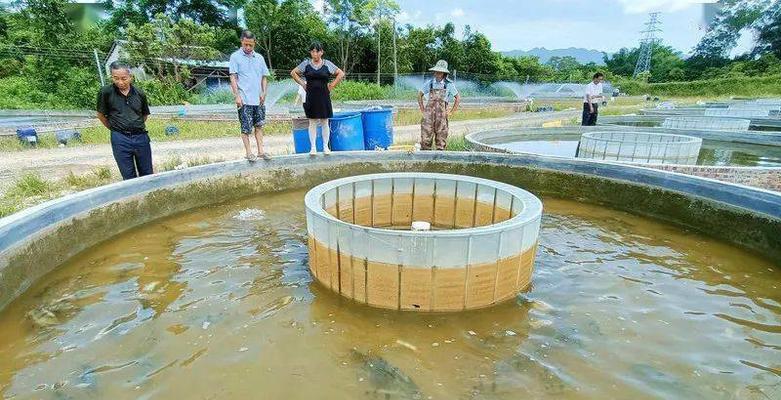 鳜鱼苗的投喂量如何计算？使用什么公式？