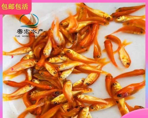 红鲤鱼苗的养殖条件有哪些要求？如何创造适宜的养殖环境？