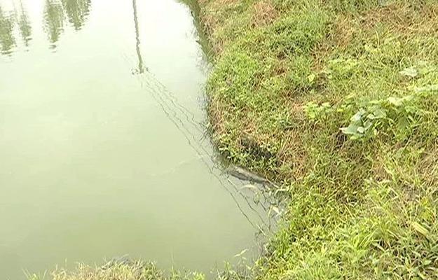 鳜鱼苗运输为何几天就死亡？解决方法有哪些？