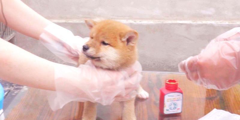 给豆柴犬接种疫苗的费用是多少？需要接种哪些疫苗？