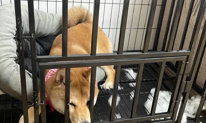 潍坊哈士奇柴犬的价格是多少？购买哈士奇柴犬需要注意什么？