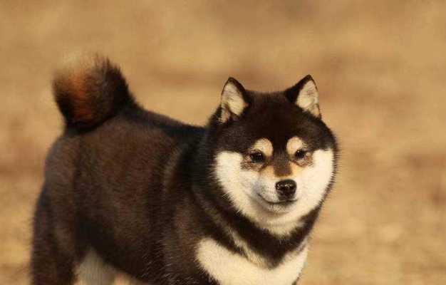 潍坊哈士奇柴犬的价格是多少？购买哈士奇柴犬需要注意什么？