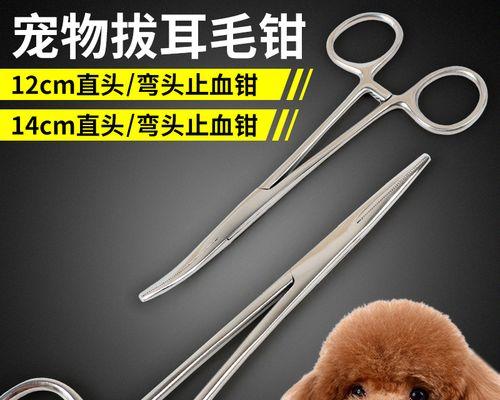 泰迪狸狸毛的价格是多少？
