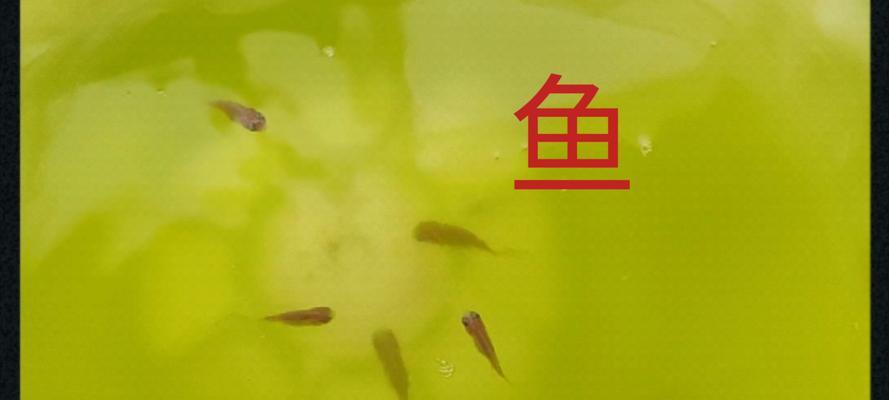 育鱼苗的风险大吗？育鱼苗过程中需要注意哪些问题？